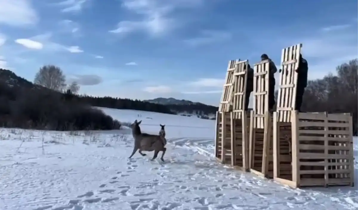 Четверка маралов вернулась в дикую природу