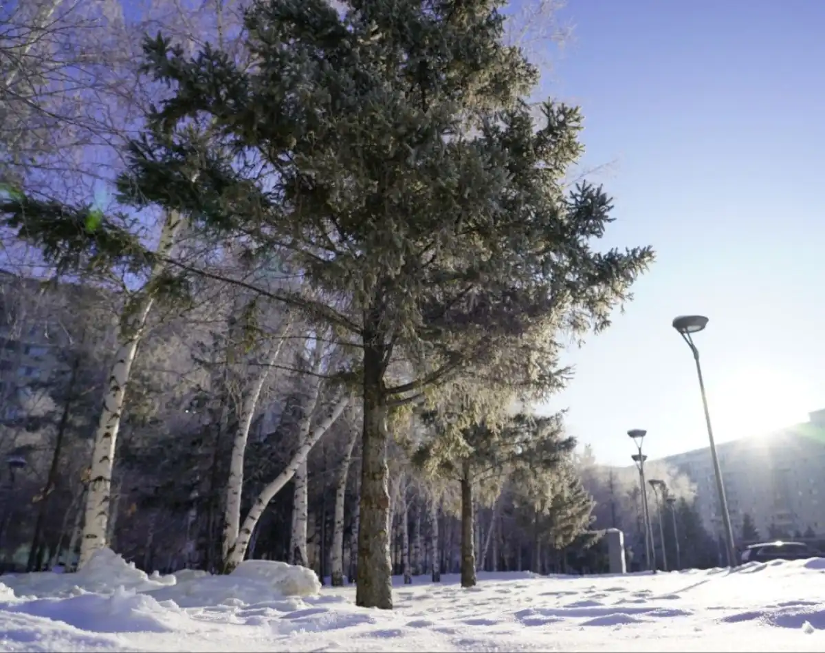 Наказание за вырубку деревьев в населенных пунктах ужесточили в Казахстане