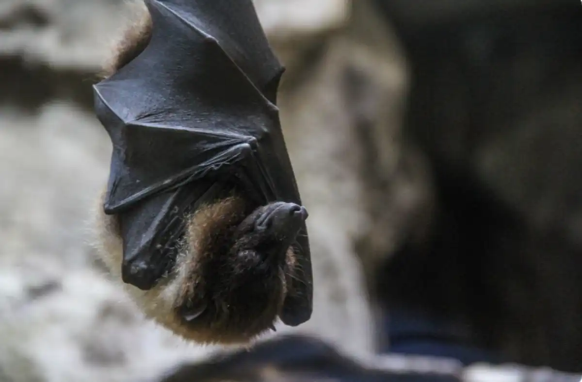 Казахстанцев, планирующих посетить Индию, предупредили об опасном вирусе