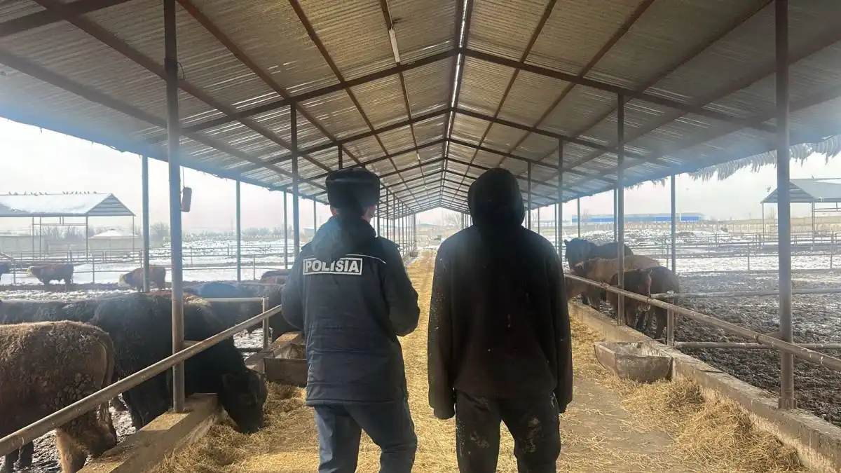 Скот на 25 млн тенге украли под камерами у жителя Шымкента
