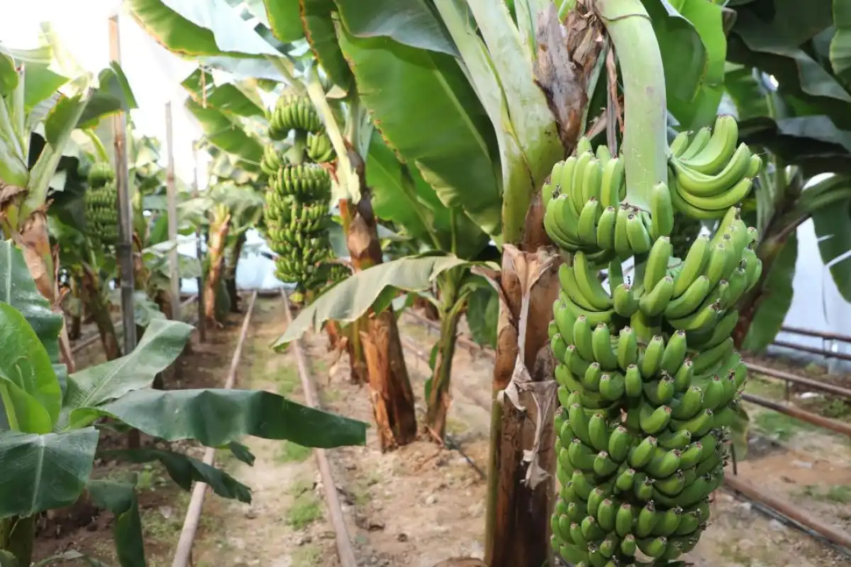 Знаменитые бананы «Кавендиш» выращивают в Туркестанской области