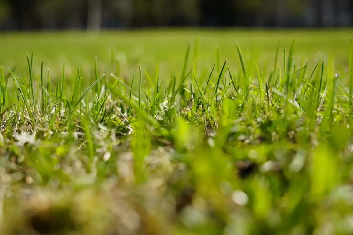 Госуслуги по аренде и продаже земли перевели в онлайн