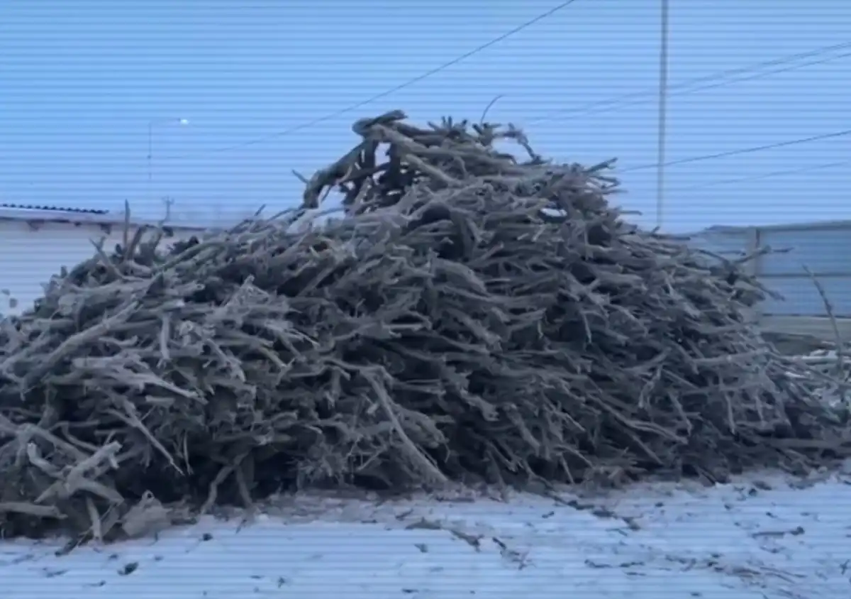 Краснокнижные деревья вырубала в заповеднике преступная группа – ВИДЕО