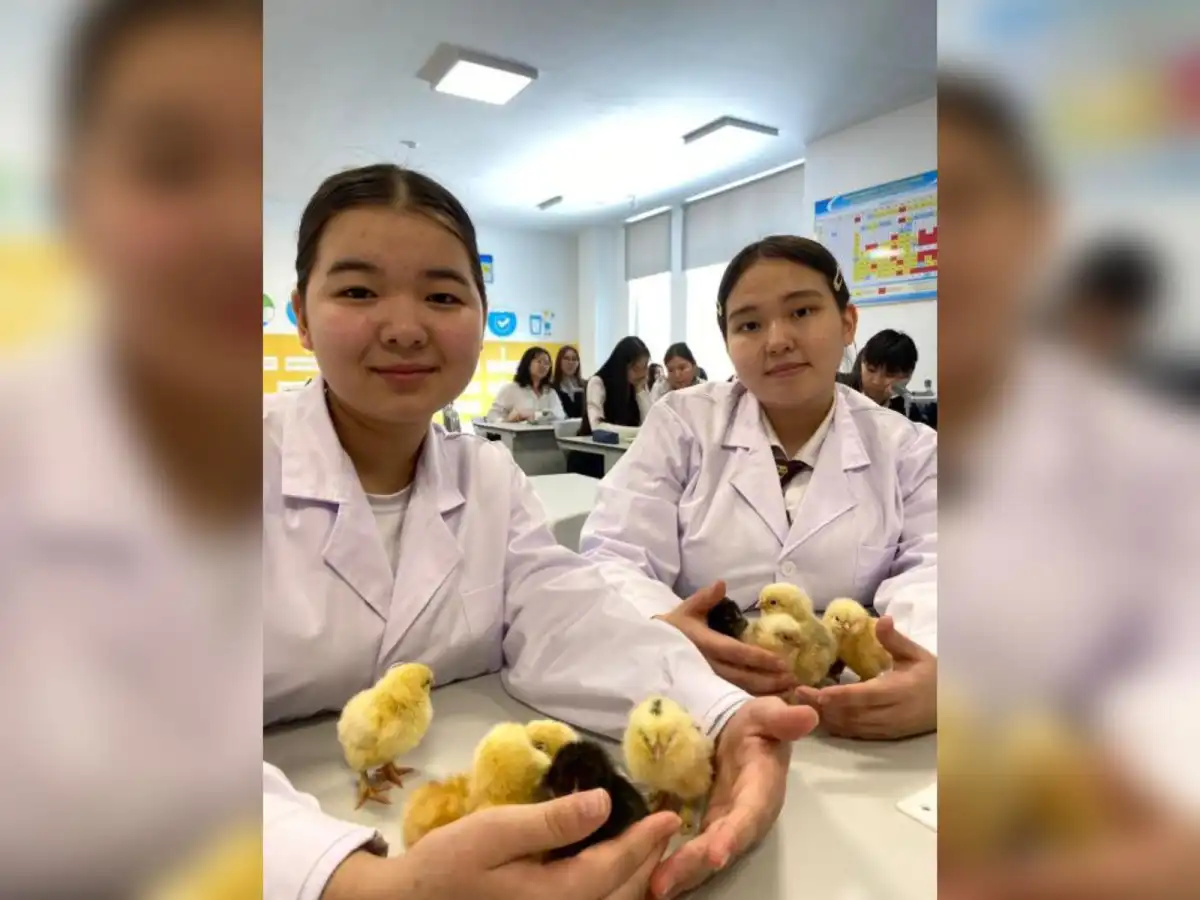 Школьники из Астаны вывели первых цыплят в инкубаторе