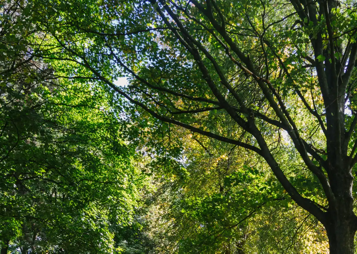 Акима в Атырауской области уволили за планы построить здание полиции с вырубкой деревьев