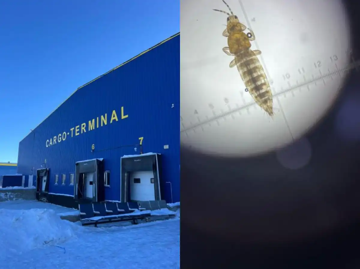 Опасного вредителя обнаружили в импортных цветах в Казахстане