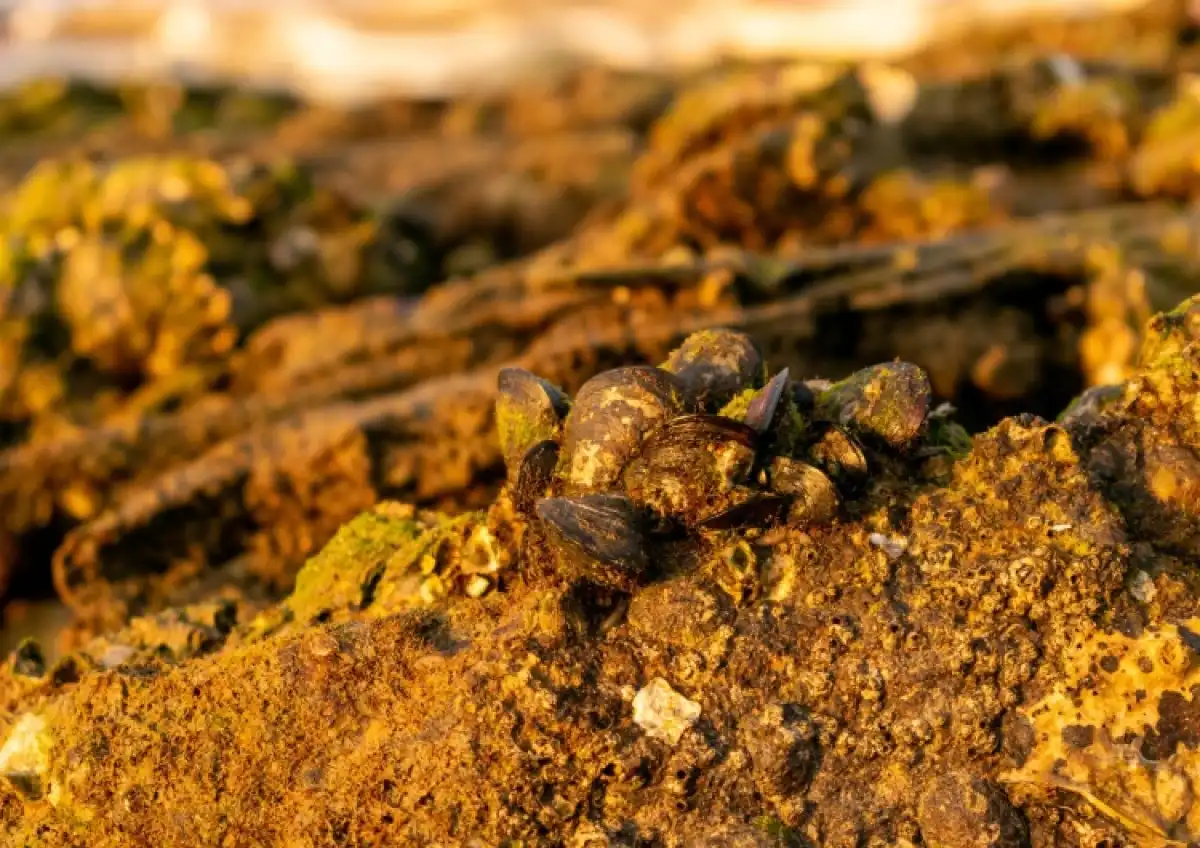 12 незаконных золотодобытчиков выявили в Туркестанской области