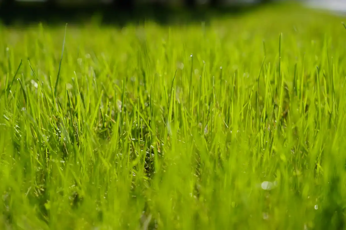У засеявшего пастбище казахстанца изъяли землю