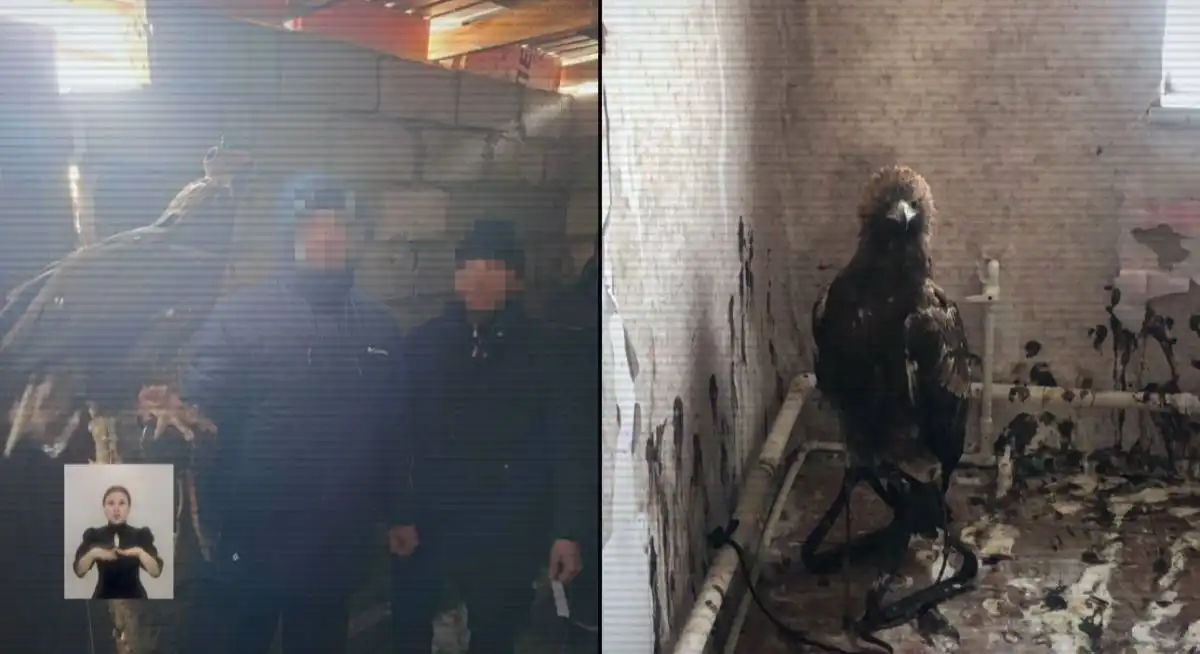 Краснокнижных птиц отлавливали в Баянауле и вывозили за рубеж – ВИДЕО