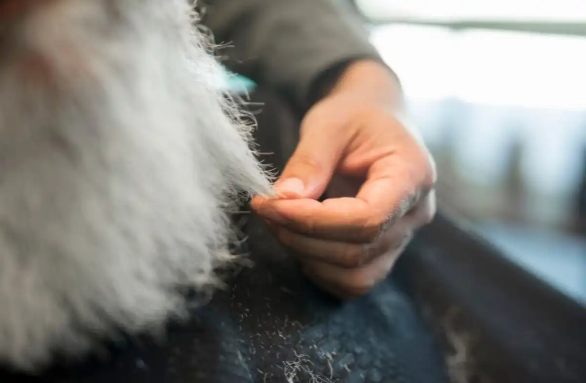 В Казахстане модернизируют производство по переработке шкуры и шерсти