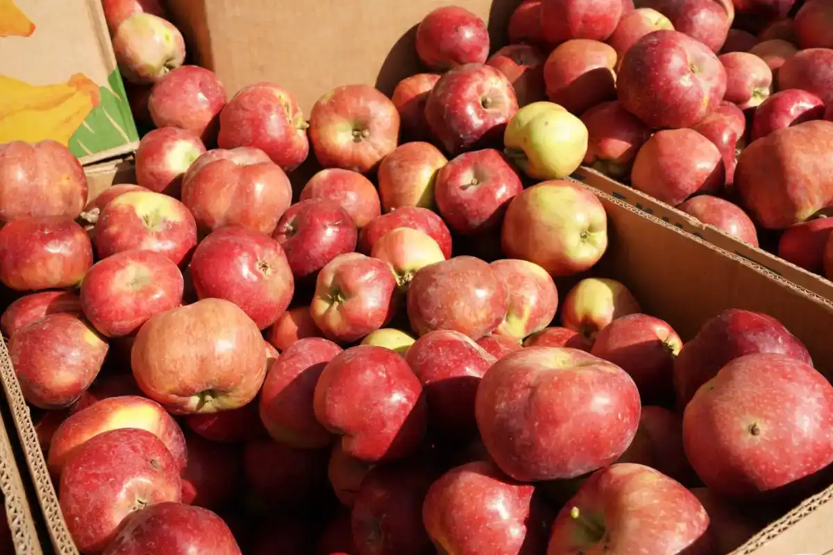 Ярмарка фермерской продукции пройдет в столице в эти выходные