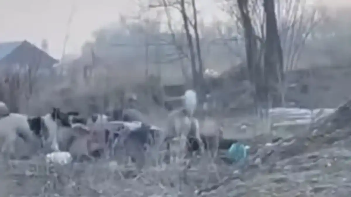 Стая собак напала на женщину в Алматинской области – ВИДЕО