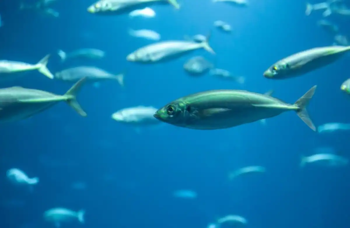 E-Fish сократила теневой оборот рыбы в Казахстане на 2 тысячи тонн