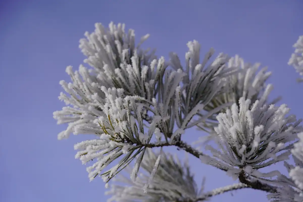 Продолжение зимы прогнозируют в марте ряду регионов Казахстана
