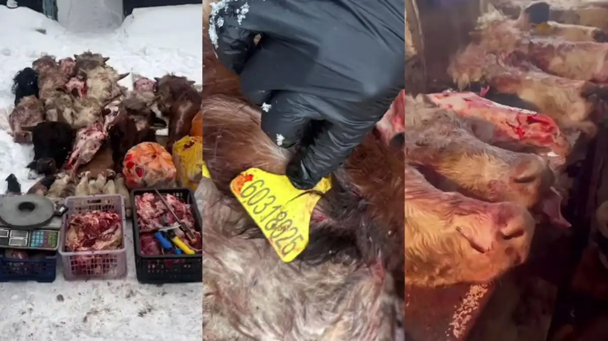 Подпольные мясники продавали сомнительное мясо на рынках столицы