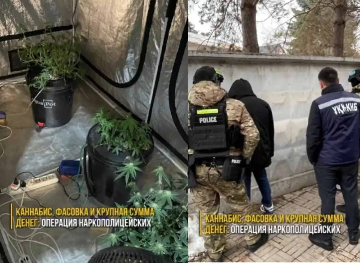 Предполагаемых наркоплантаторов задержали в Алматы – ВИДЕО