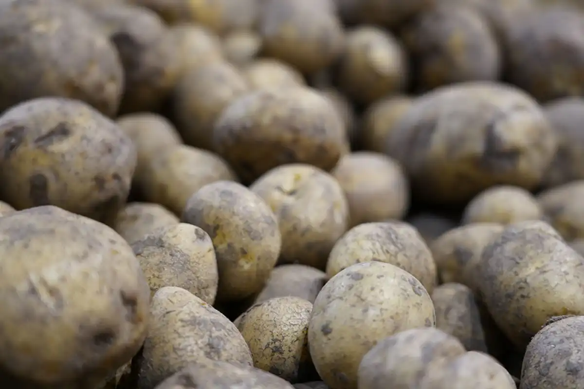 Казахстан не будет вводить запрет на экспорт картофеля