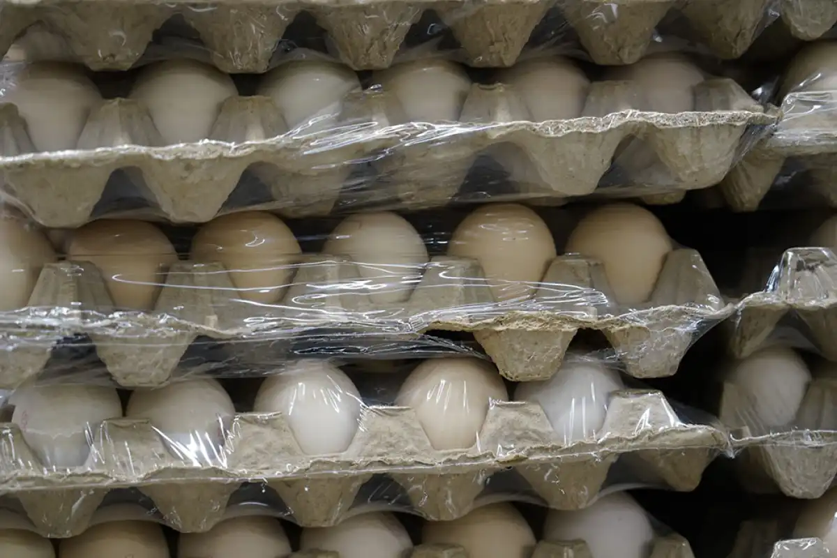 Казахстан временно запретит ввоз куриных яиц