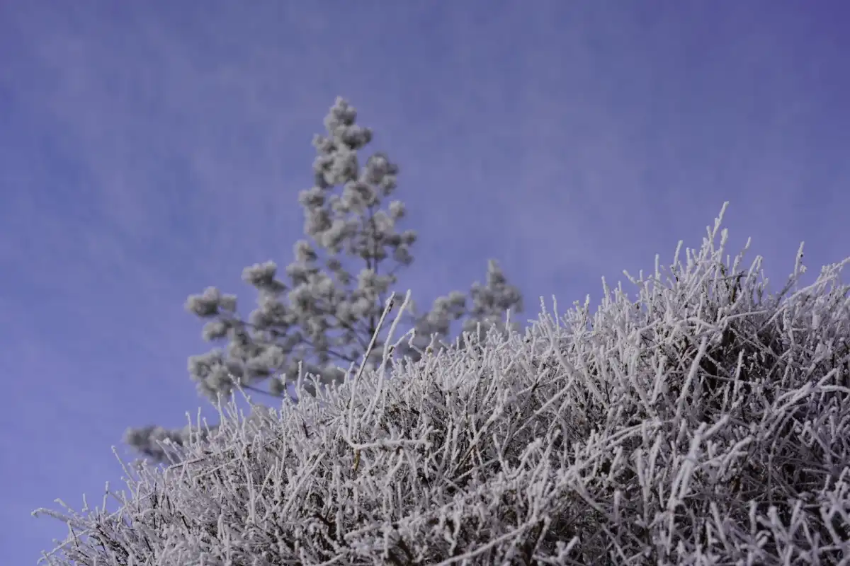 Потепление до +2 градусов ожидается в столице