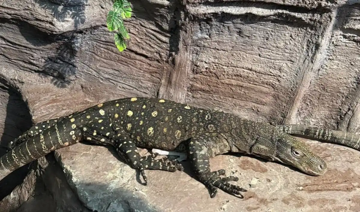 Гигантские «крокодиловые» вараны из Новой Гвинеи поселились в алматинском зоопарке