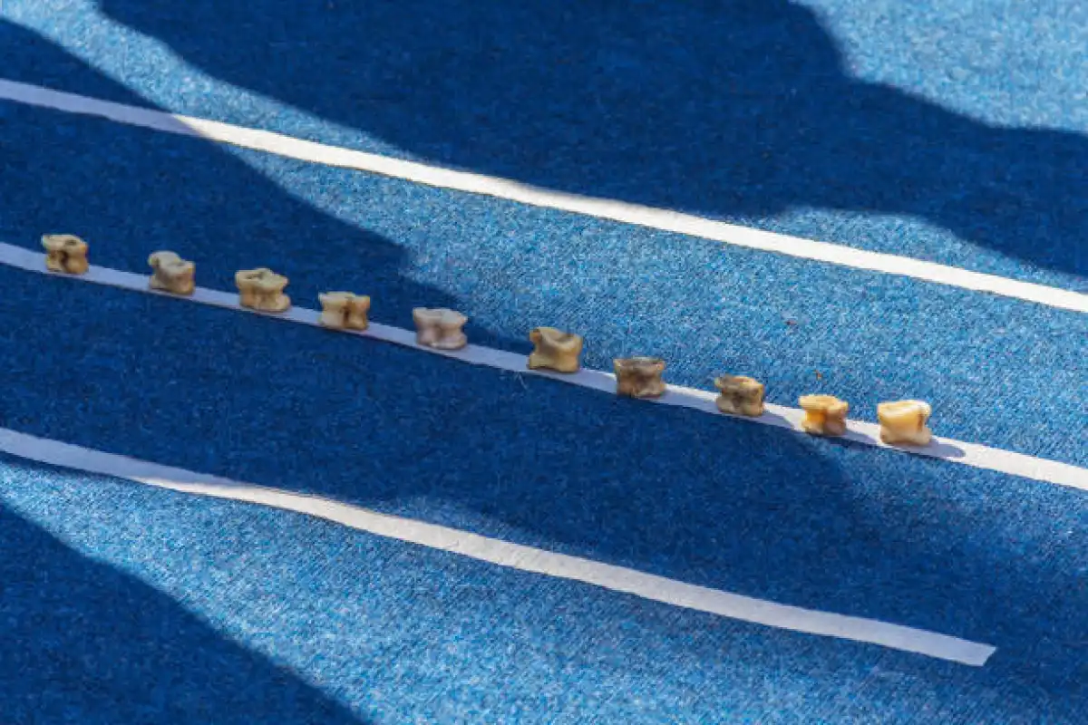 Инклюзивный турнир по асык ату пройдет в Астане