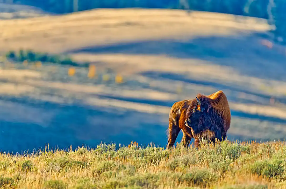 Акмолинская земля с бизонами и лошадьми Пржевальского остается у инвестора