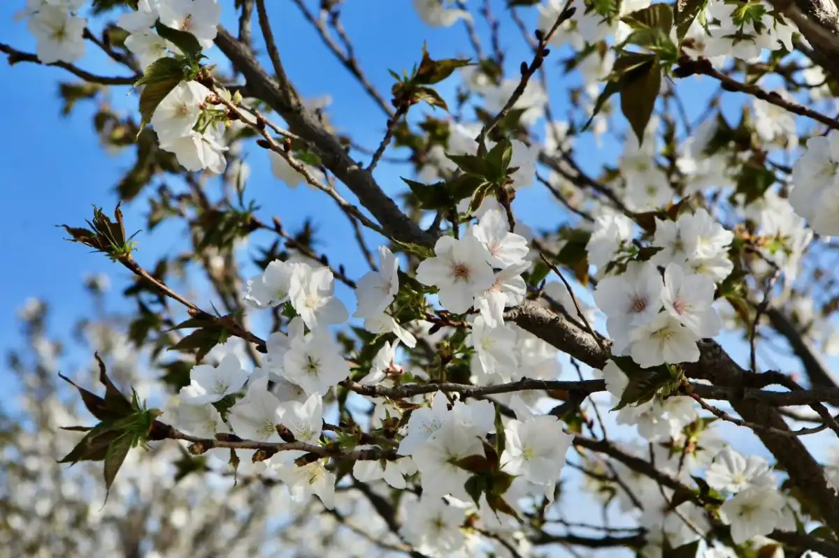 В какие регионы Казахстана вернутся холода – прогноз погоды на апрель
