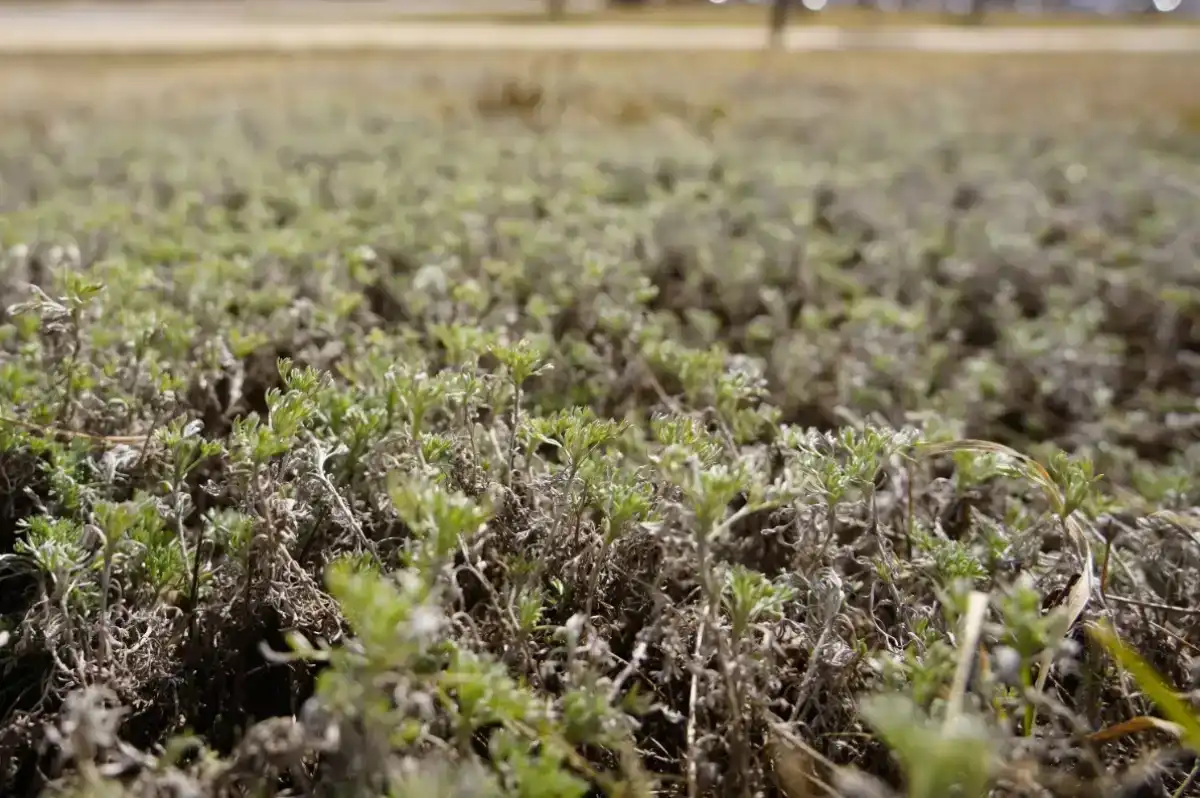 В Жасбылской области акимат нарушил земельное законодательство