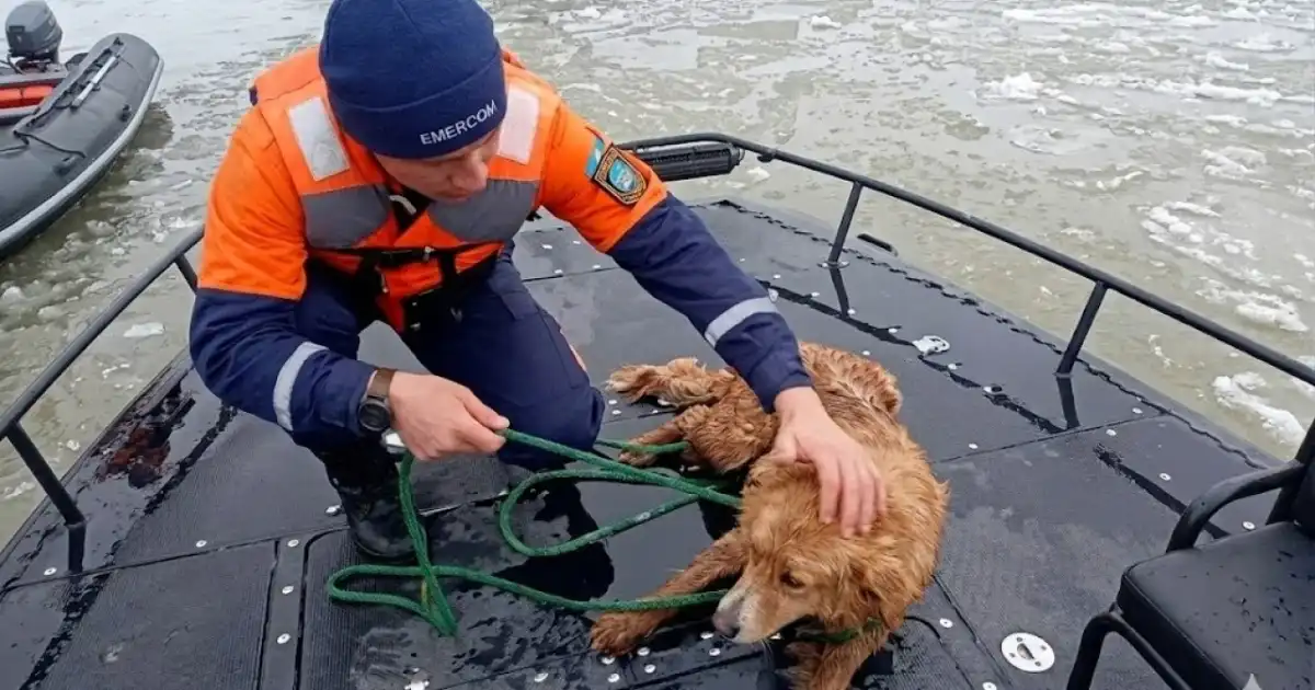 Столичные спасатели вытащили собаку из ледяной воды Есиля