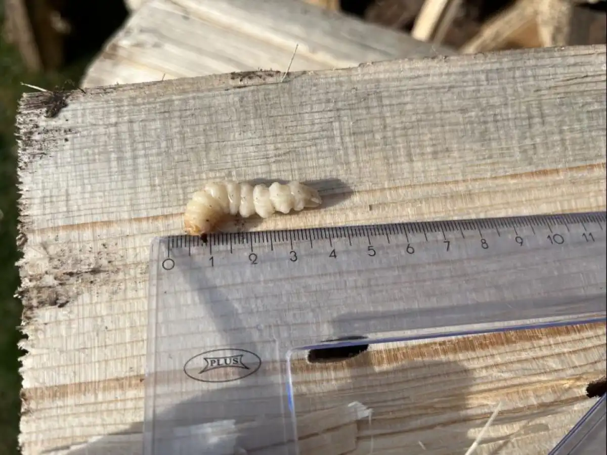 Заражённую древесину из России выявили в Акмолинской области