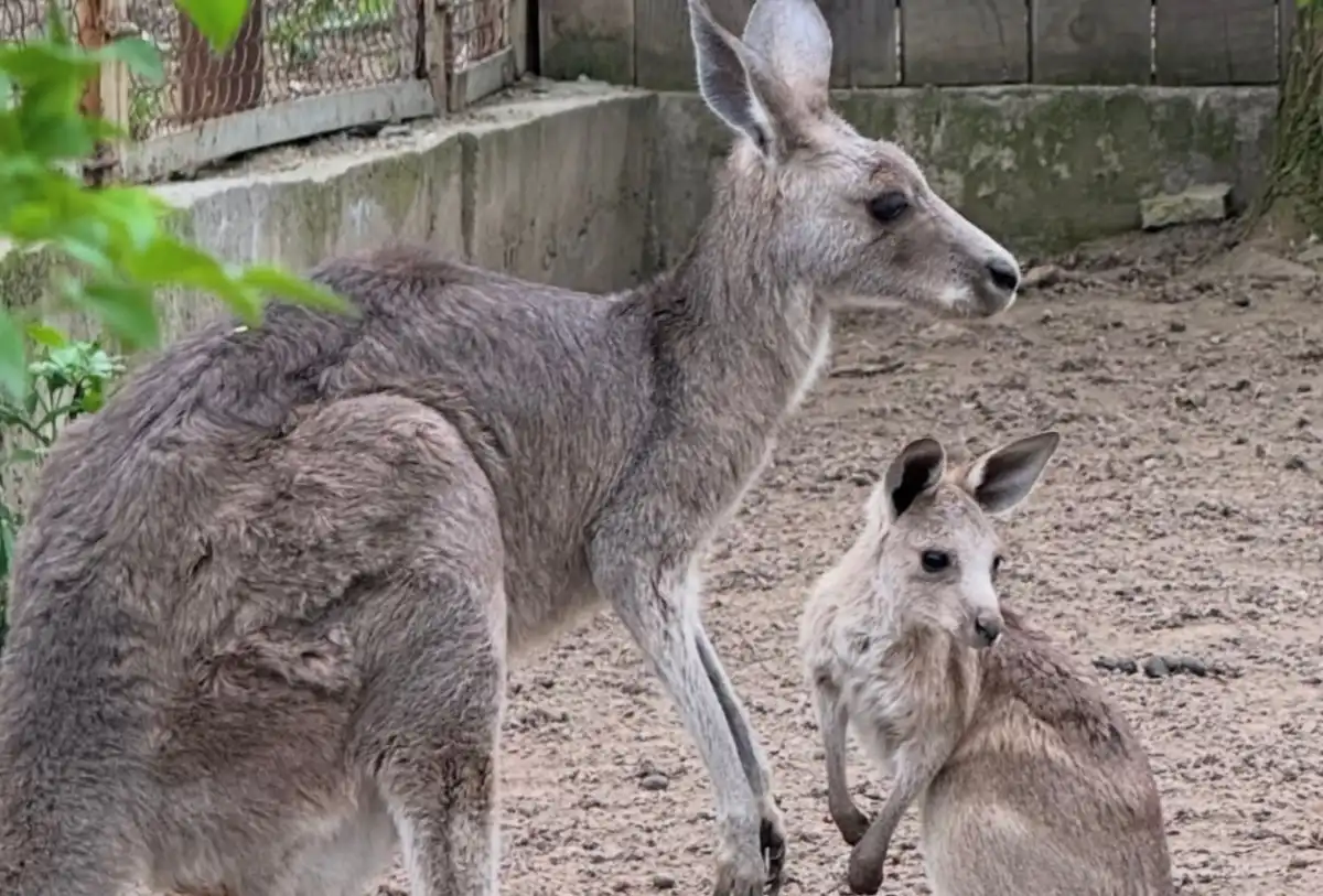 Трое кенгурят родились в алматинском зоопарке