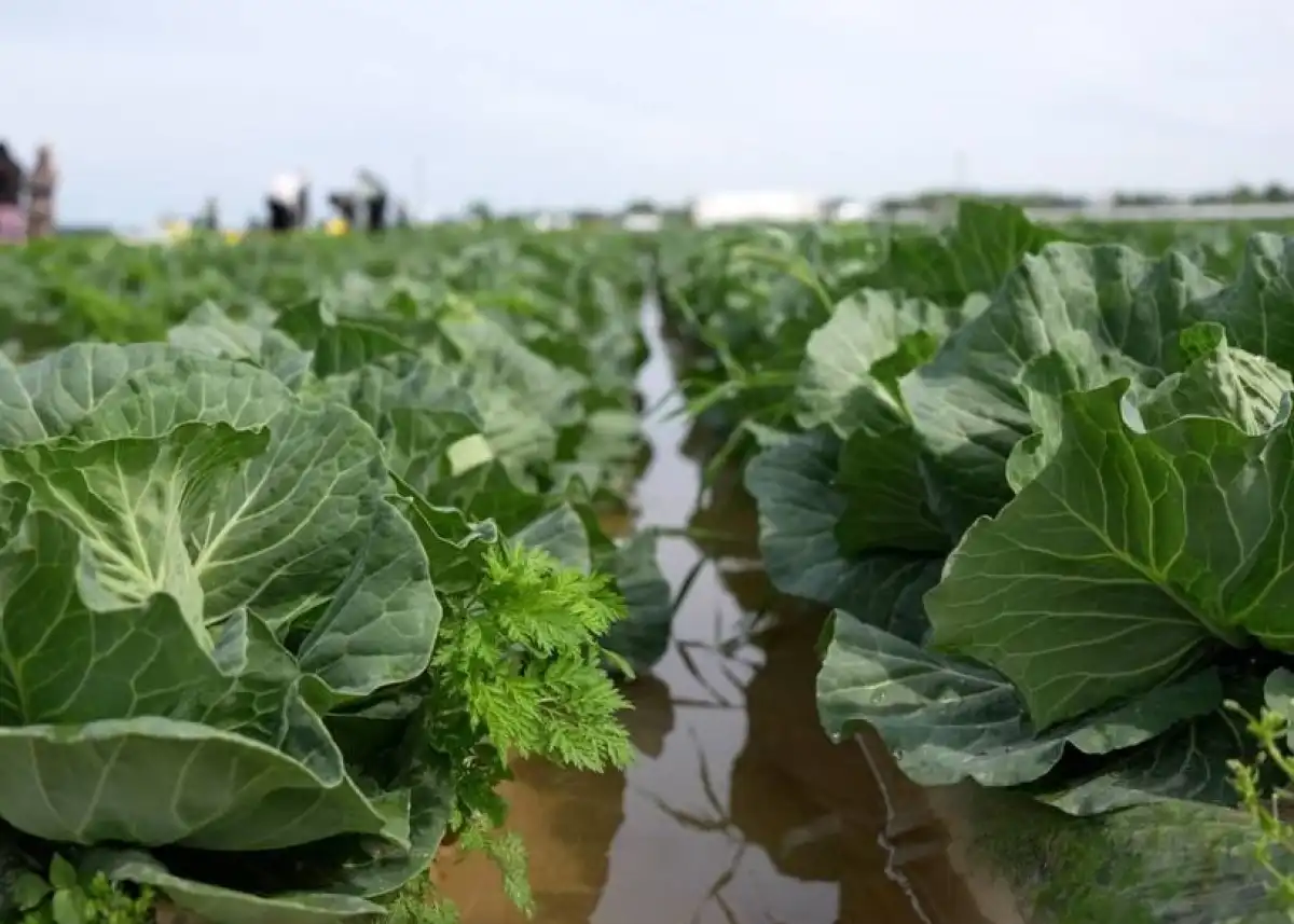 Первый урожай капусты поспел за 45 дней в Туркестанской области