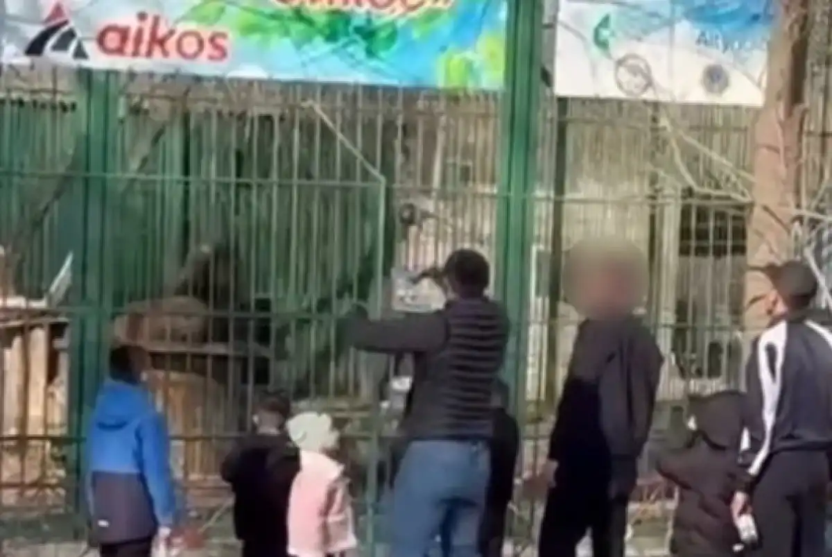 Двоих мужчин привлекли к ответственности после инцидента со львами в Семее