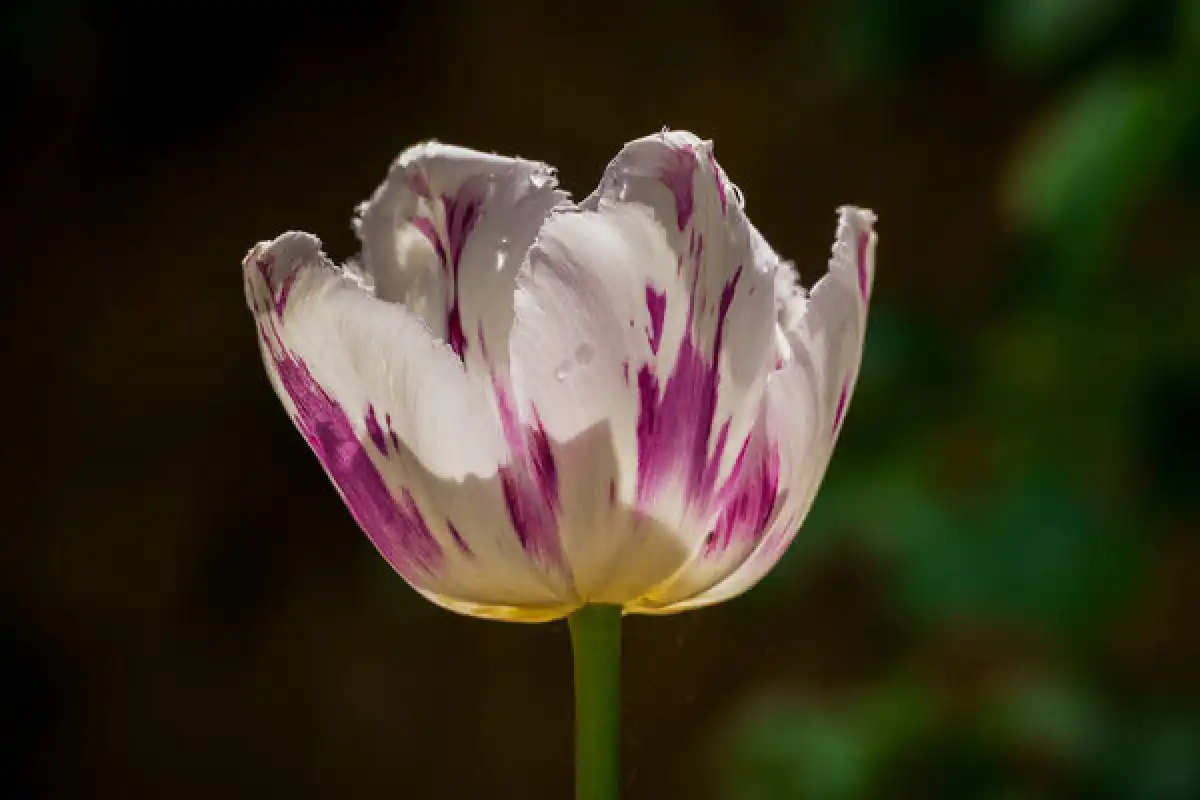 Цветение тюльпанов открывает новые возможности для туризма в Казахстане