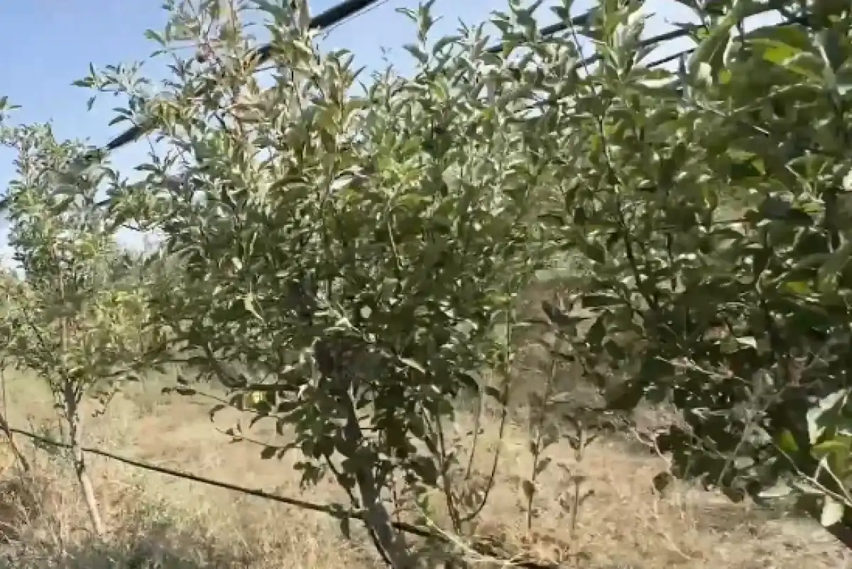 Яблоневые сады на 430 млн тенге украли у казахстанцев: громкое дело направили в суд