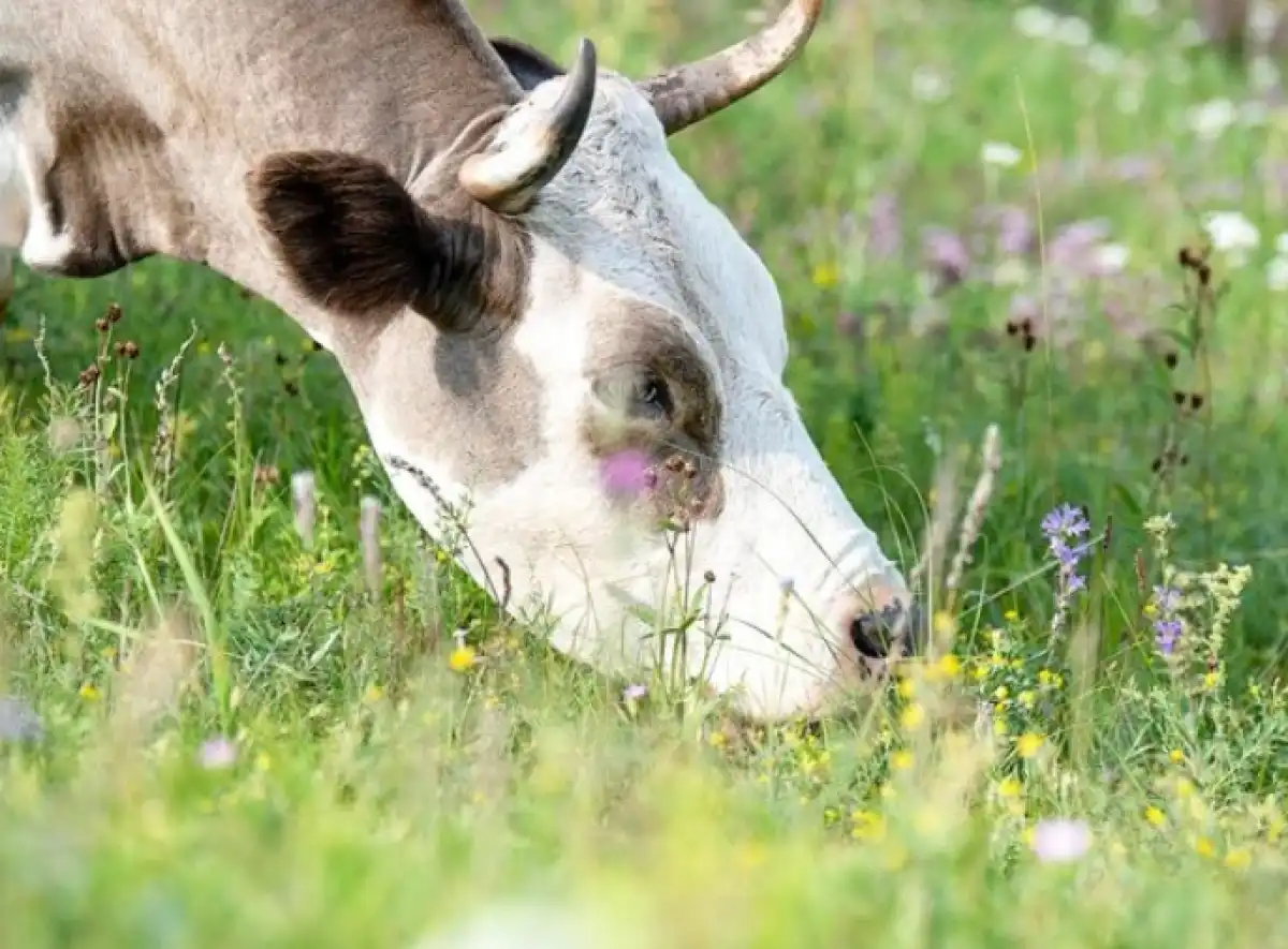 Ветврачи обеляли продажу краденого скота в ЗКО
