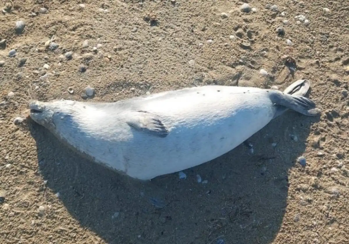 Почти 100 погибших тюленей выбросило на берег Каспия в Мангистау