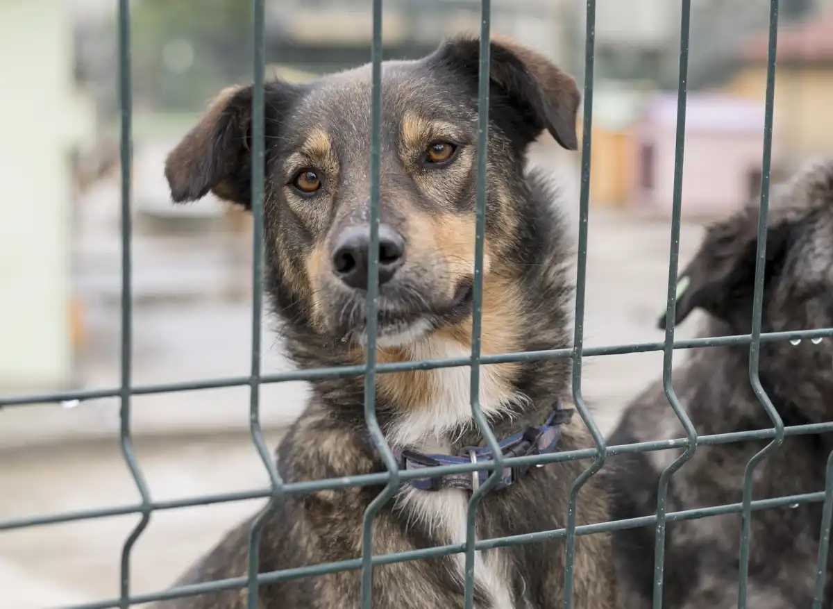 Сельхозучасток незаконно превратили в приют для собак в Жамбылской области