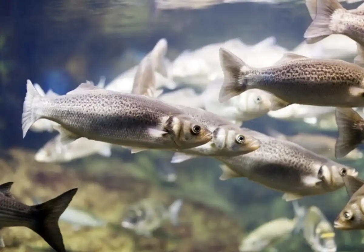 Может обернуться сроком: казахстанцев предупредили о наказании за покупку осетровых без документов