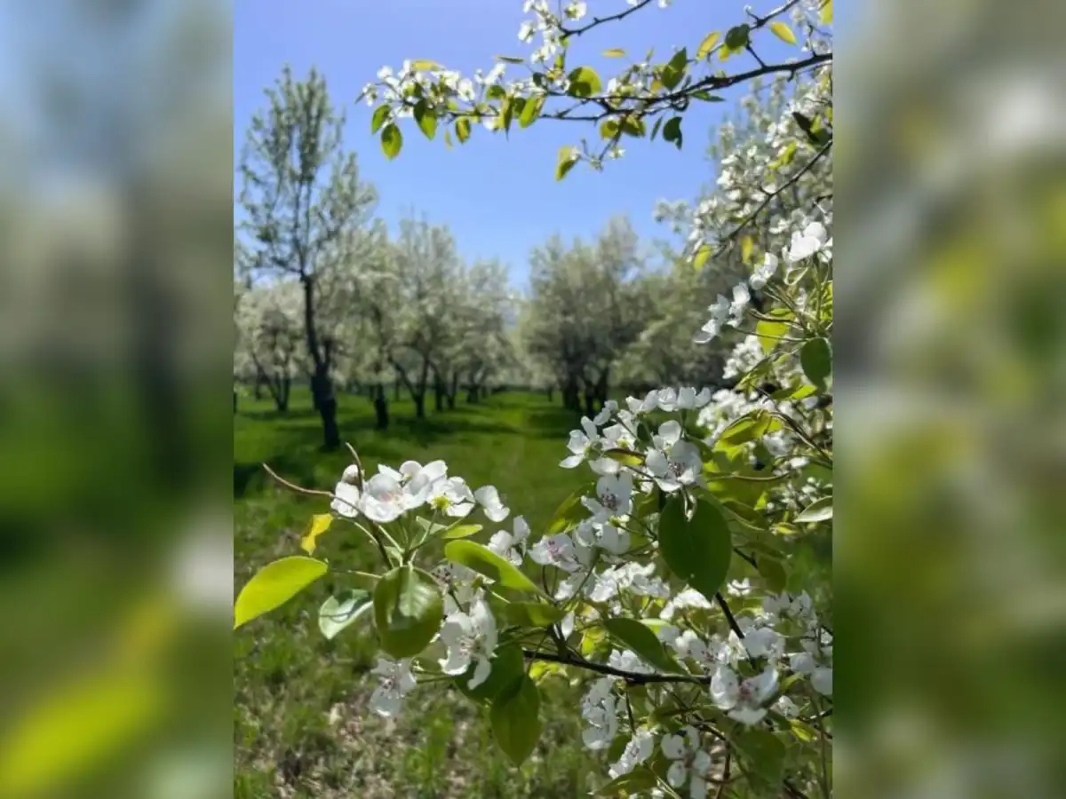 7000 подвоев яблони из Нидерландов завезли в Казахстан