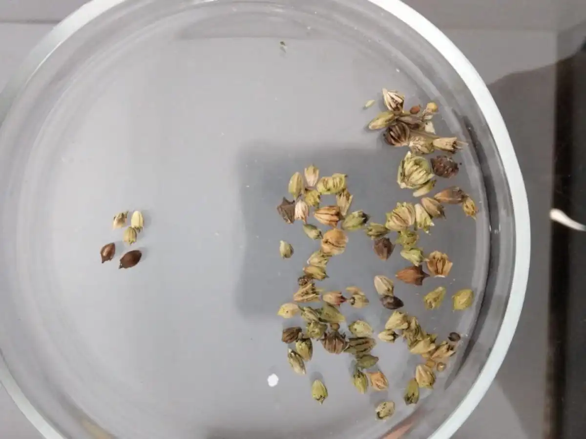 Опасные сорняки обнаружили в поставках зерна и семян в Казахстан