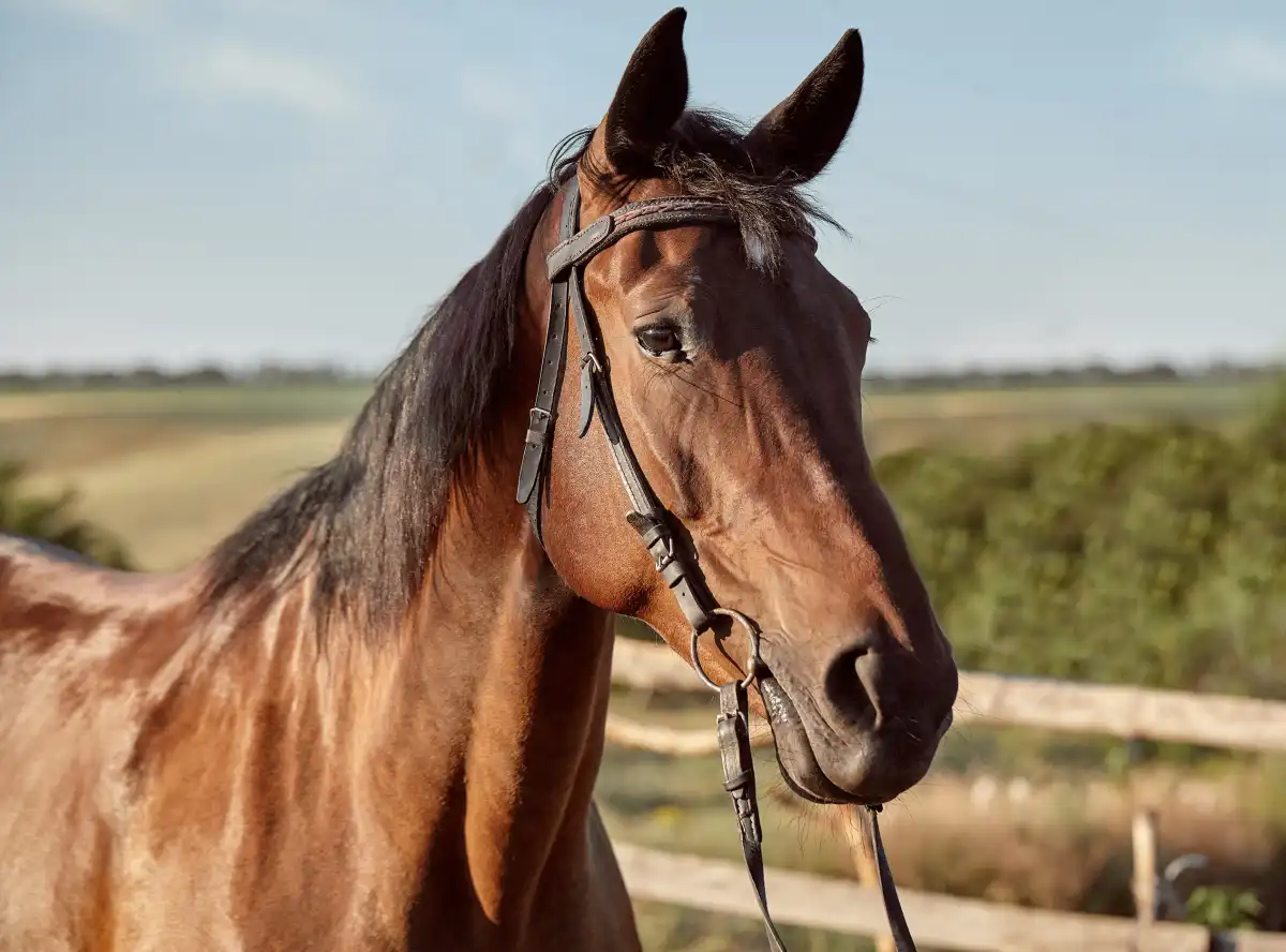 Лошадь откусила палец женщине в СКО