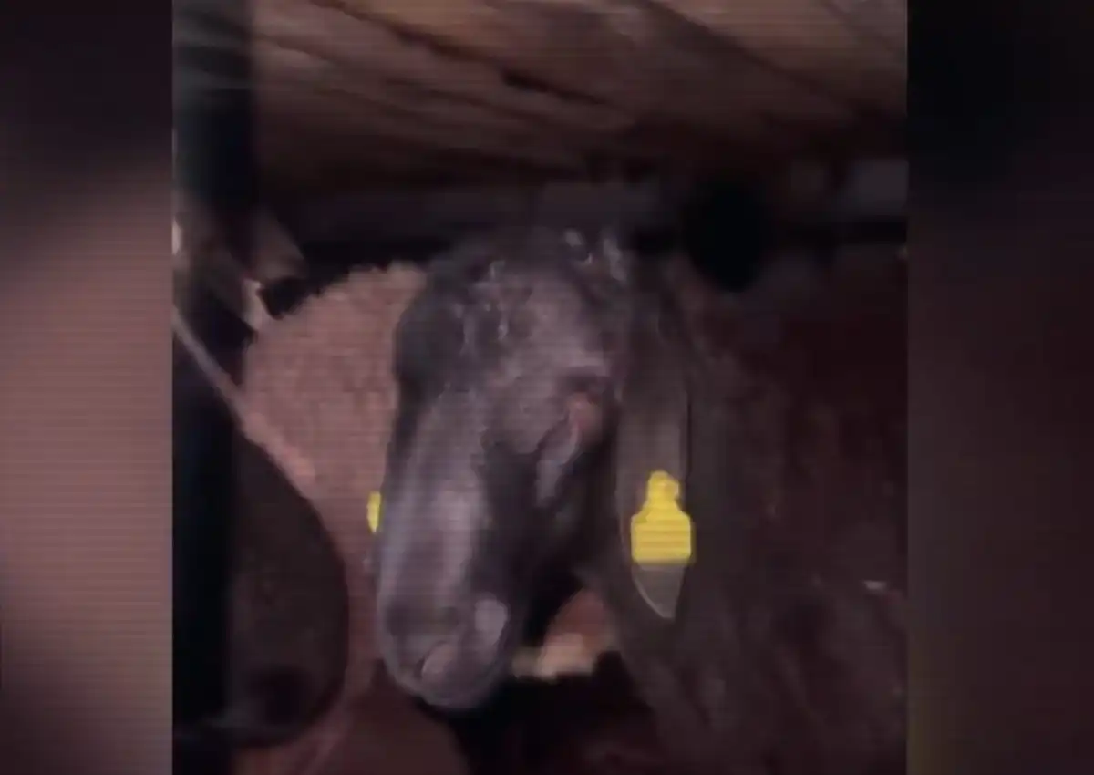 Сельхозживотных в обход запрета пытались вывезти из Казахстана