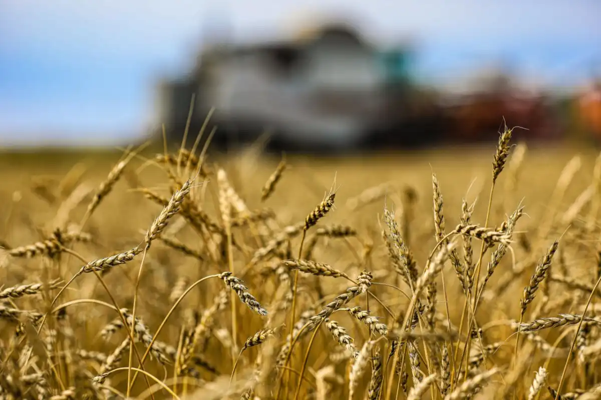 Технологии ИИ повышают урожайность в Казахстане