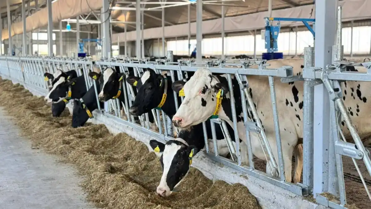 Повысили точность учета скота и пересмотрели фитонормы после госаудита