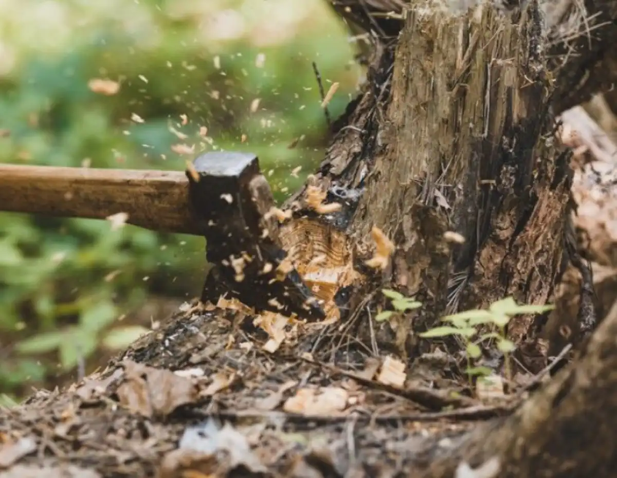 Ущерб за незаконную вырубку деревьев занижали в области Абай