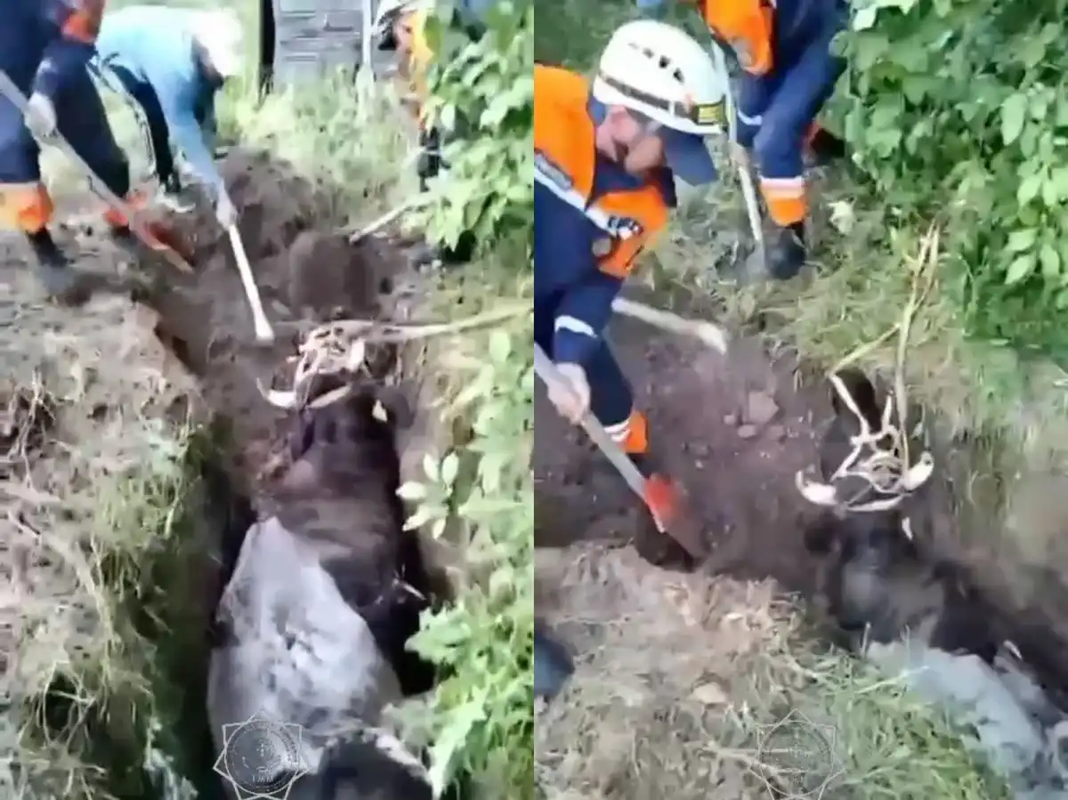 Корову спасли из глубокой ямы в Таразе