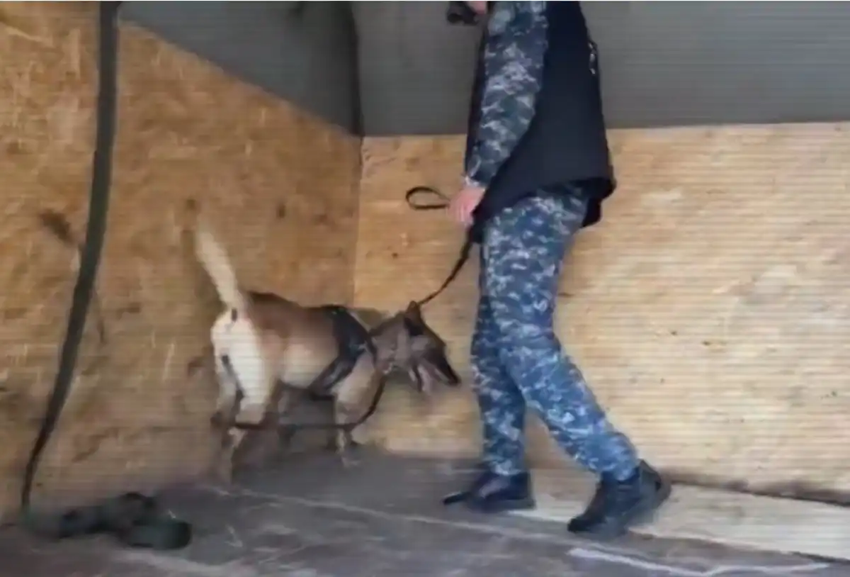 Более полутонны наркотиков унюхали полицейские собаки в Казахстане