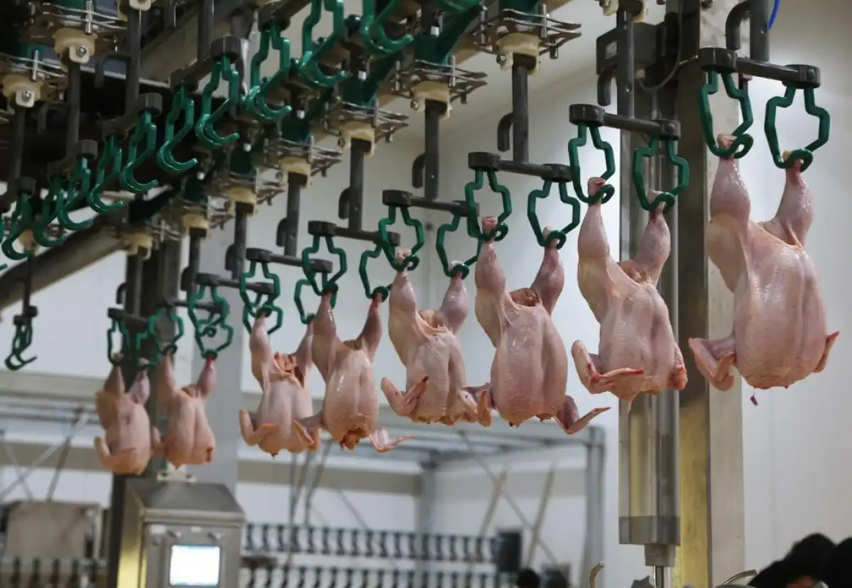 За 5 лет обеспеченность Казахстана мясом птицы выросла с 58% до 78%