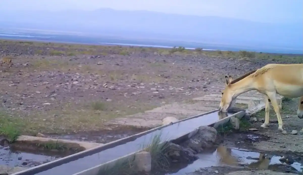 Волк и куланы встретились у водопоя в одном из нацпарков страны – ВИДЕО